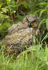 young eagle owl