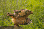 eagle owl