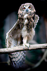 eagle owl