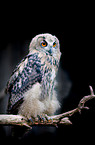 eagle owl