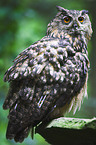 eagle owl