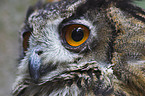 eagle owl