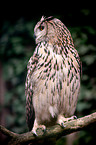 eagle owl