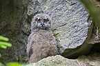 young eagle owl