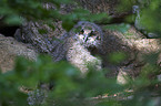 young eagle owl