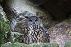 eagle owl