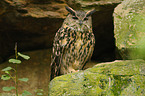 eagle owl