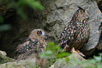 eagle owls