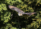 eagle owl