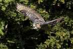 eagle owl