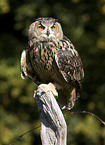 eagle owl