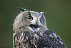 eagle owl