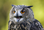 eagle owl