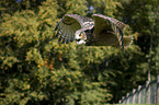 eagle owl