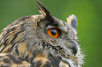 eagle owl portrait