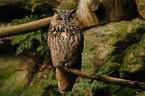 eagle owl