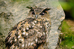 eagle owl