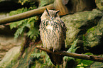 eagle owl