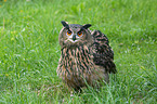 eagle owl