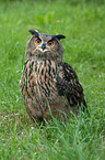 eagle owl