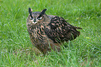 eagle owl