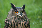 eagle owl portrait