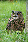 eagle owl