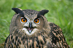 eagle owl portrait