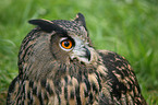 eagle owl portrait