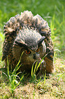 eagle owl