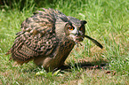 eagle owl