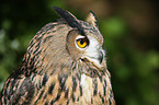 eagle owl portrait