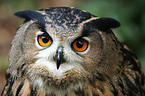 eagle owl portrait