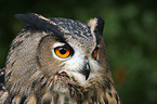 eagle owl portrait