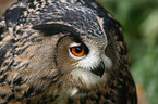 eagle owl portrait