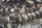 eagle owl plumage