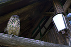 eagle owl