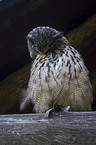 eagle owl