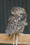 eagle owl