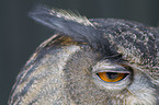 eagle owl eye