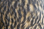 eagle owl plumage