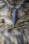 eagle owl beak