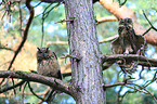 eagle owl