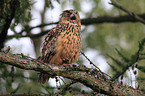 Eurasian eagle owl