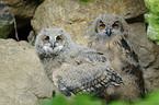 Eurasian eagle owls
