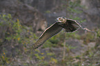 Eurasian eagle owl