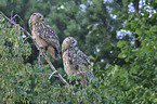 Eurasian eagle owls