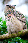 eagle owl