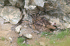 eagle owls