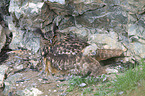 eagle owls